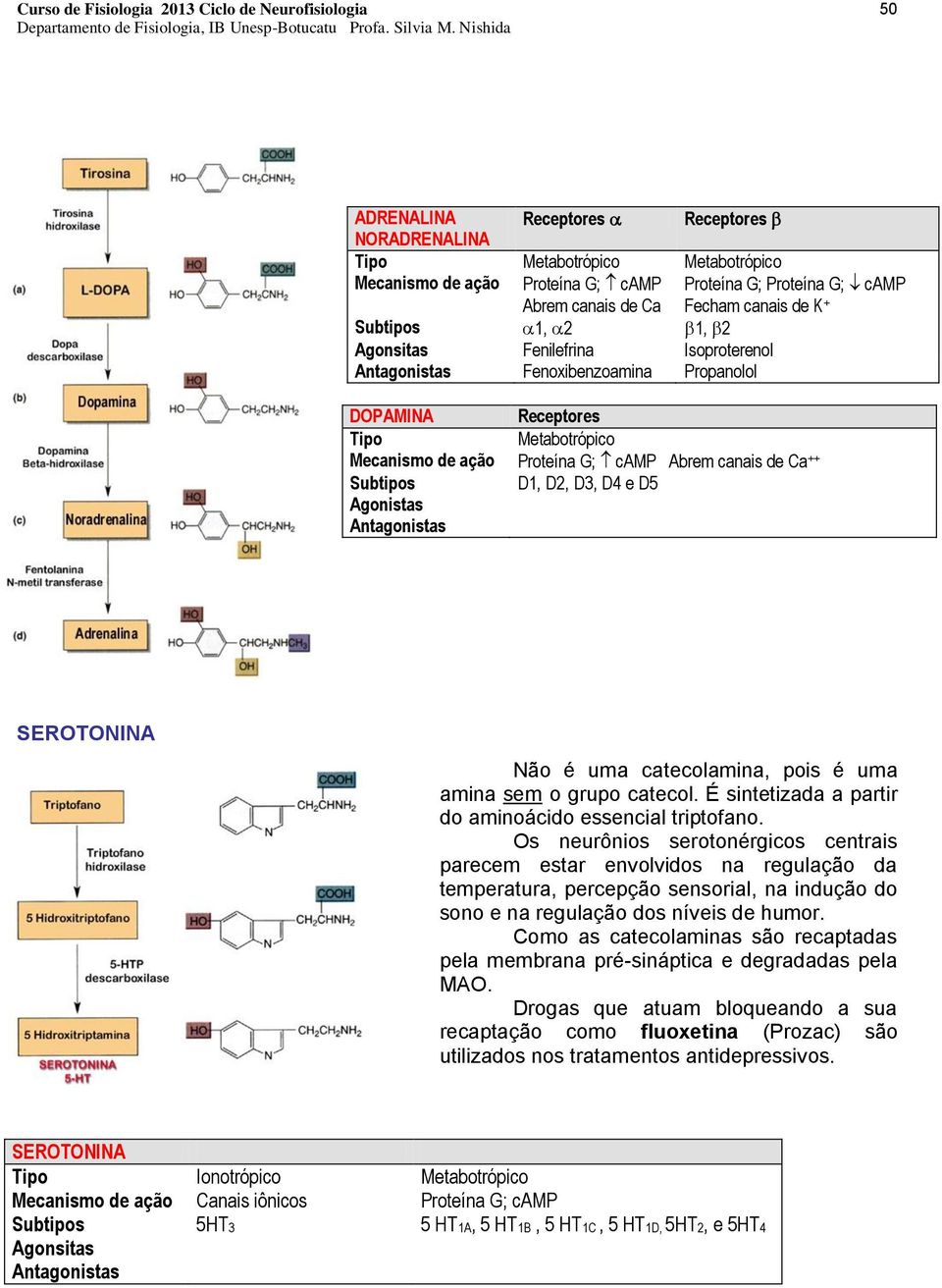 D3, D4 e D5 Agonistas Antagonistas SEROTONINA Não é uma catecolamina, pois é uma amina sem o grupo catecol. É sintetizada a partir do aminoácido essencial triptofano.