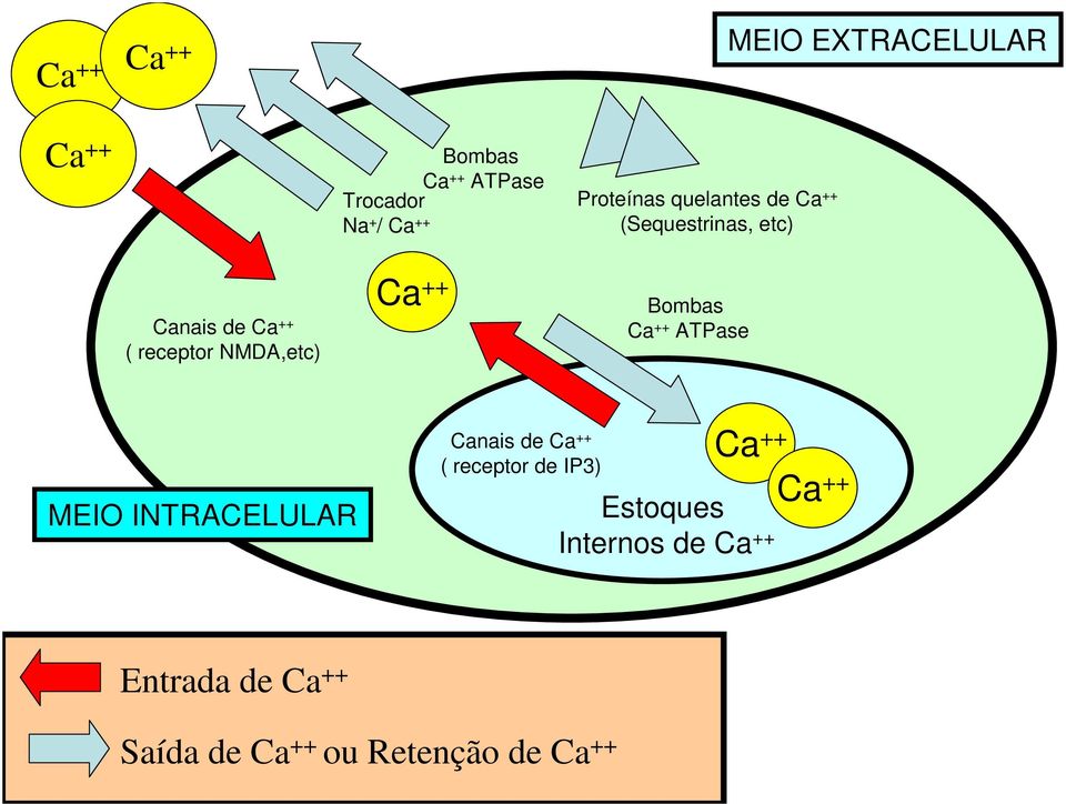 NMDA,etc) Ca ++ Bombas Ca ++ ATPase MEIO INTRACELULAR Canais de Ca ++ ( receptor de