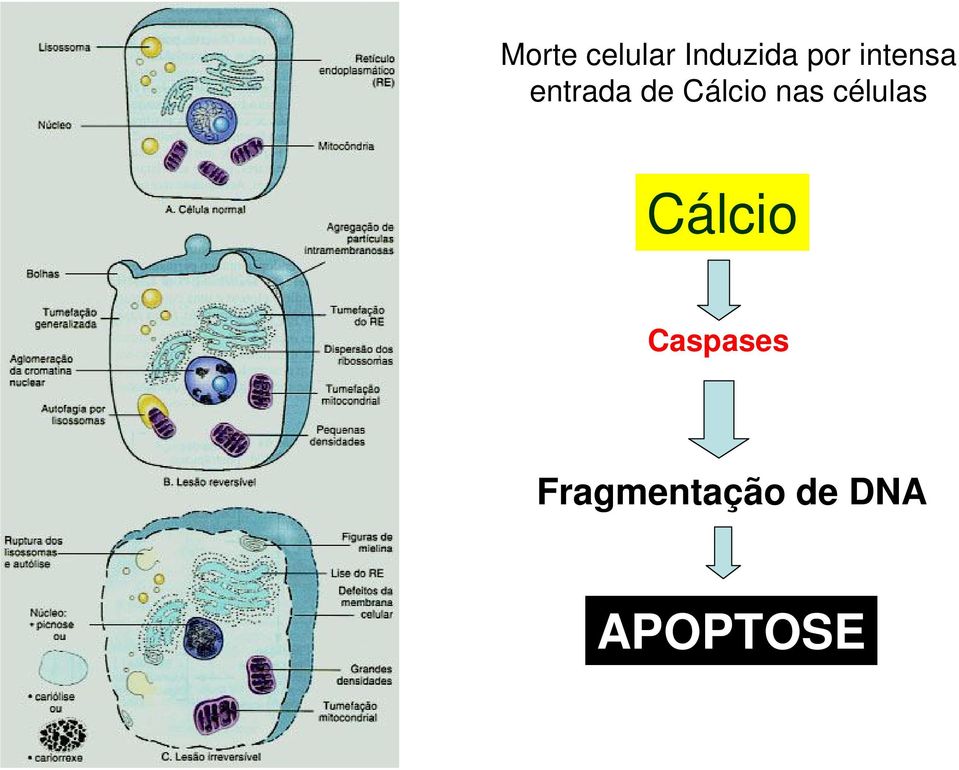 nas células Cálcio Caspases