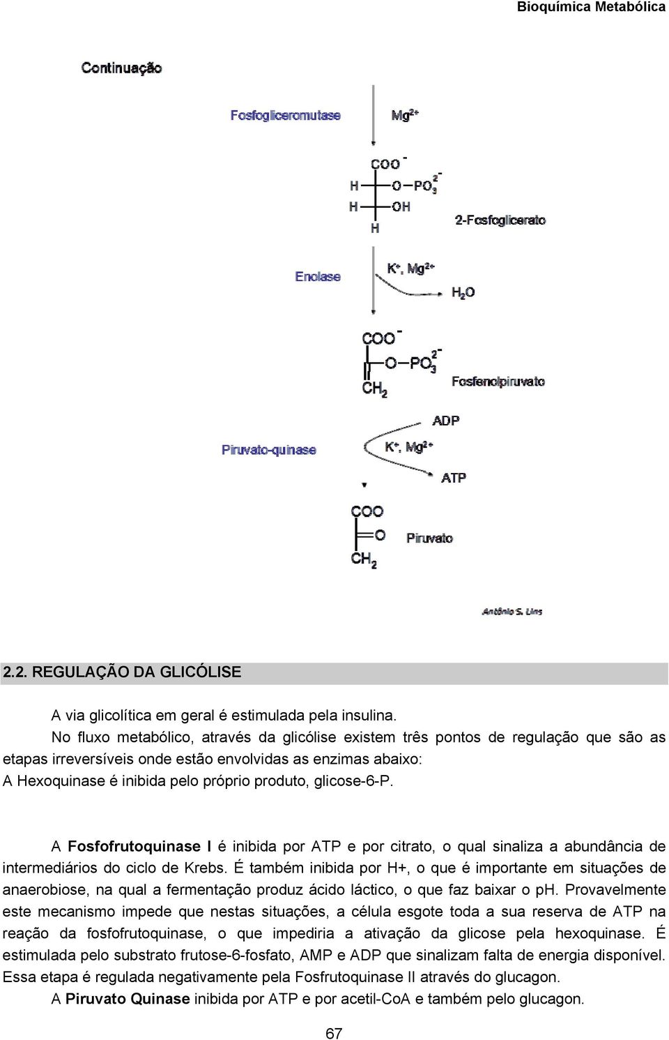 glicose-6-p. A Fosfofrutoquinase I é inibida por ATP e por citrato, o qual sinaliza a abundância de intermediários do ciclo de Krebs.