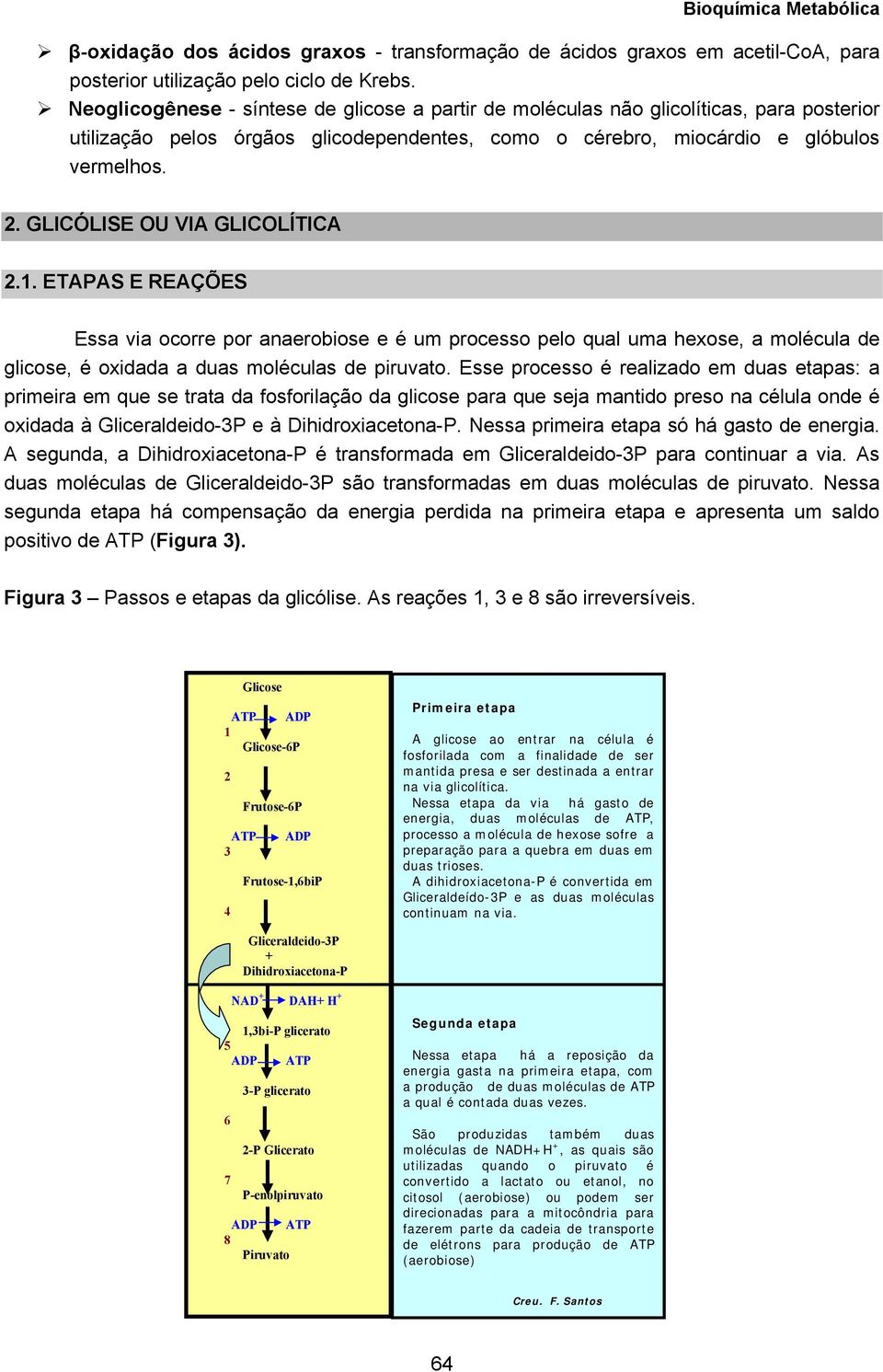 GLICÓLISE OU VIA GLICOLÍTICA 2.1. ETAPAS E REAÇÕES Essa via ocorre por anaerobiose e é um processo pelo qual uma hexose, a molécula de glicose, é oxidada a duas moléculas de piruvato.