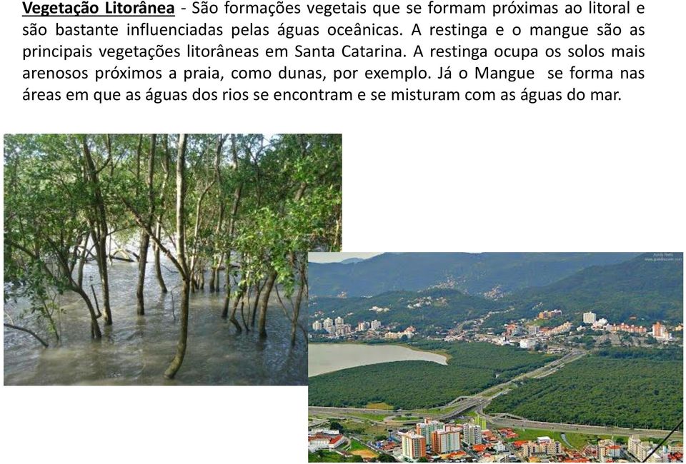 A restinga e o mangue são as principais vegetações litorâneas em Santa Catarina.