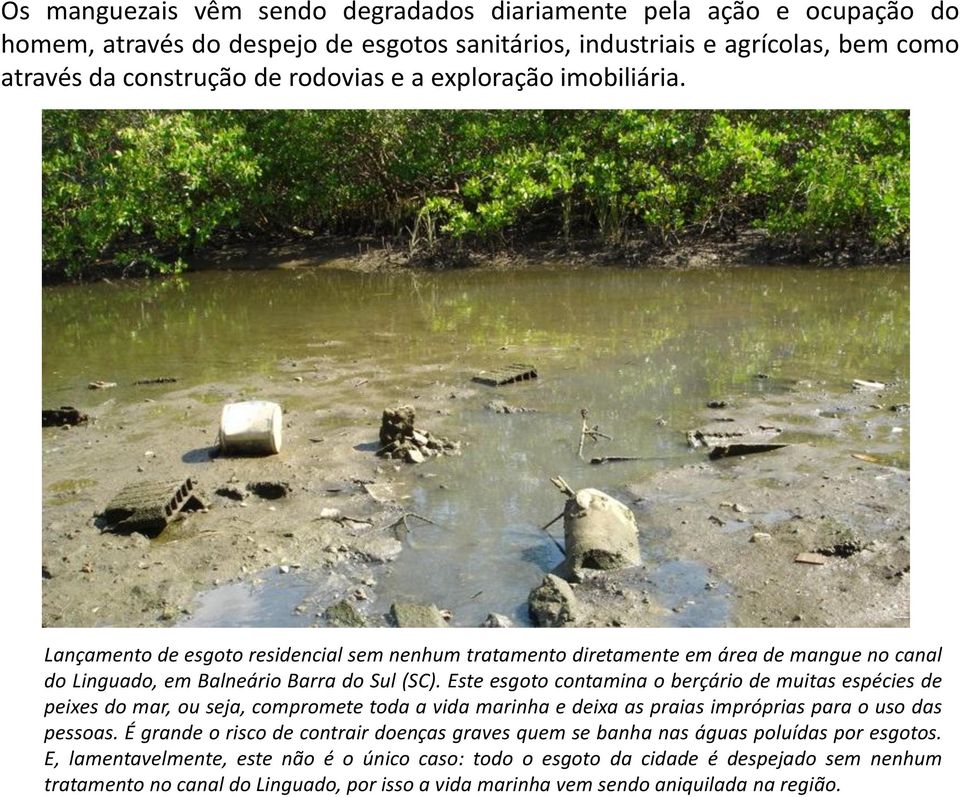 Este esgoto contamina o berçário de muitas espécies de peixes do mar, ou seja, compromete toda a vida marinha e deixa as praias impróprias para o uso das pessoas.