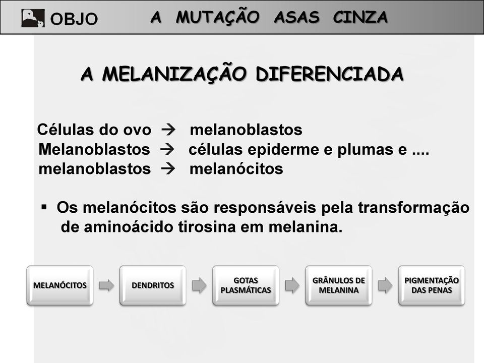 .. melanoblastos melanócitos Os melanócitos são responsáveis pela