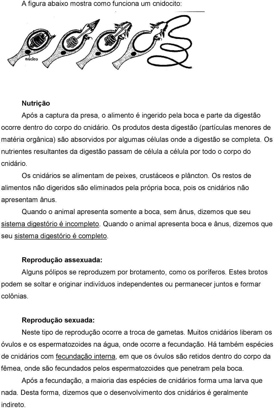 Os nutrientes resultantes da digestão passam de célula a célula por todo o corpo do cnidário. Os cnidários se alimentam de peixes, crustáceos e plâncton.