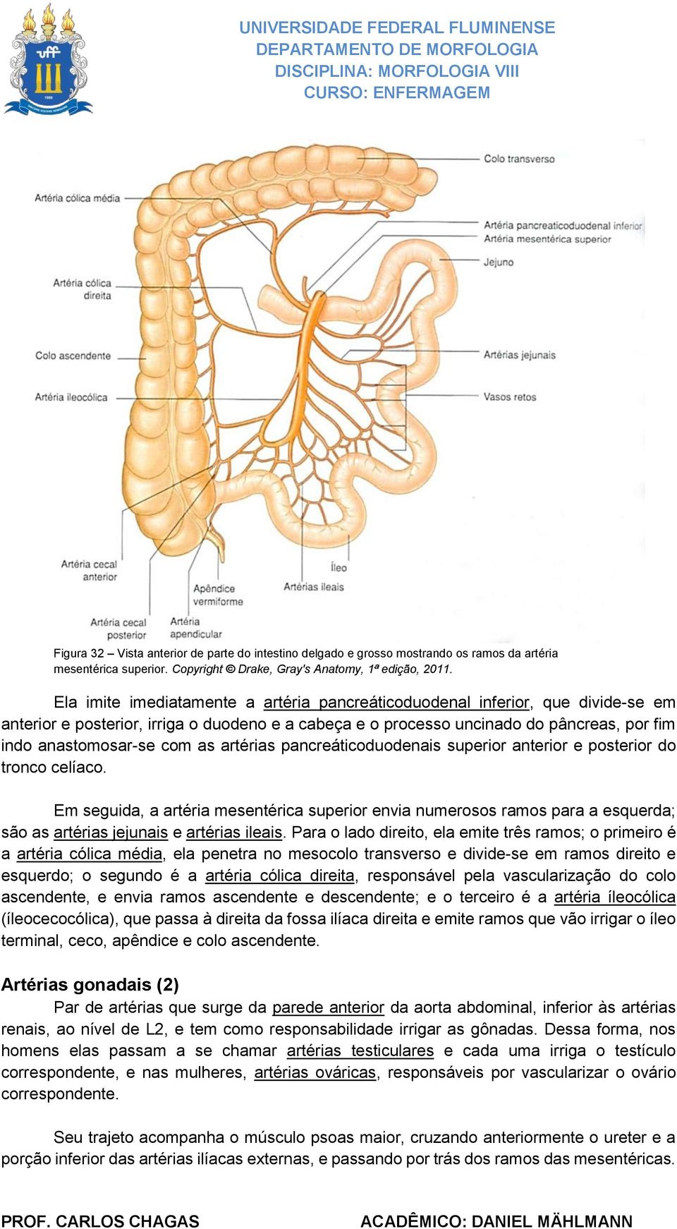 as artérias pancreáticoduodenais superior anterior e posterior do tronco celíaco.