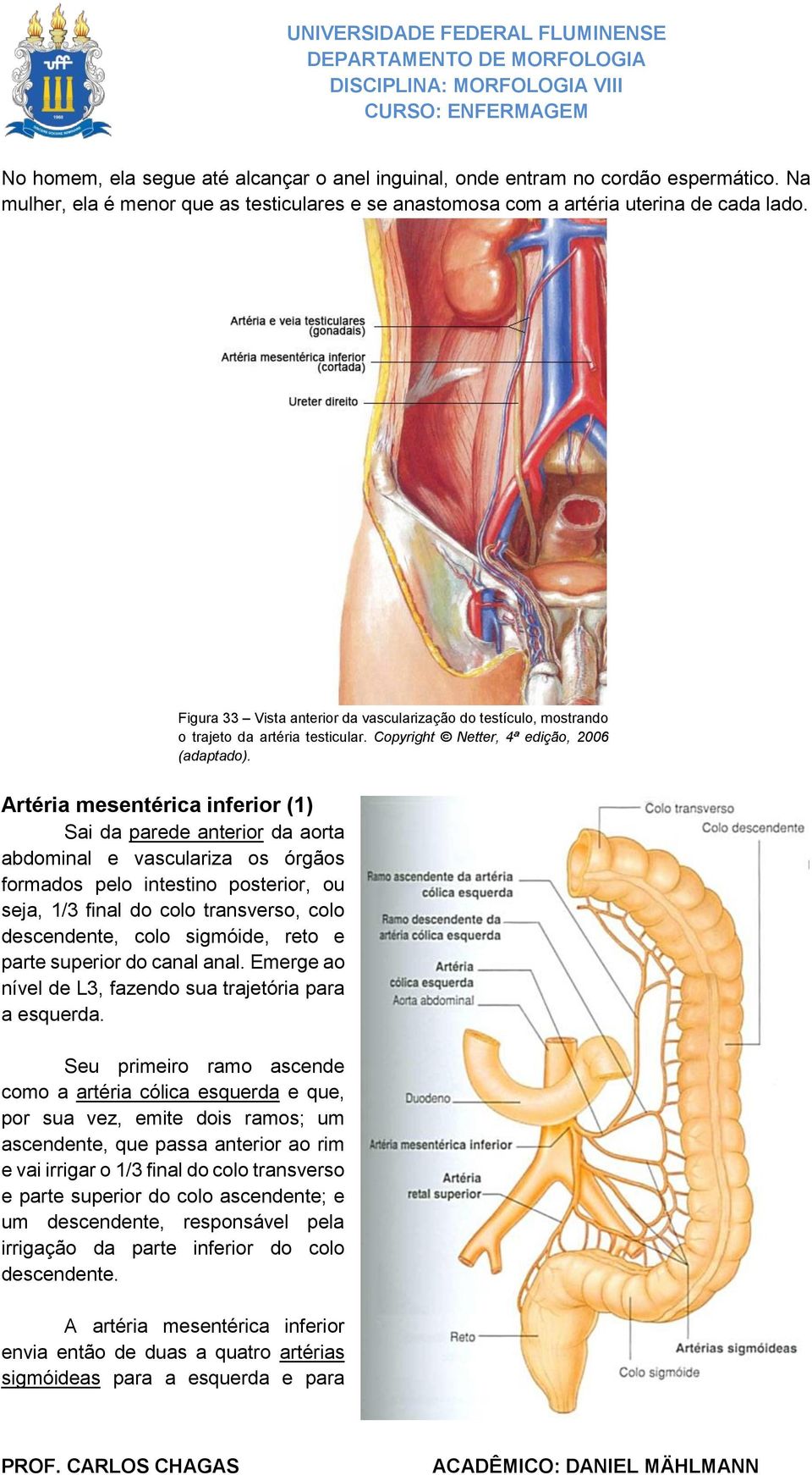 Artéria mesentérica inferior (1) Sai da parede anterior da aorta abdominal e vasculariza os órgãos formados pelo intestino posterior, ou seja, 1/3 final do colo transverso, colo descendente, colo