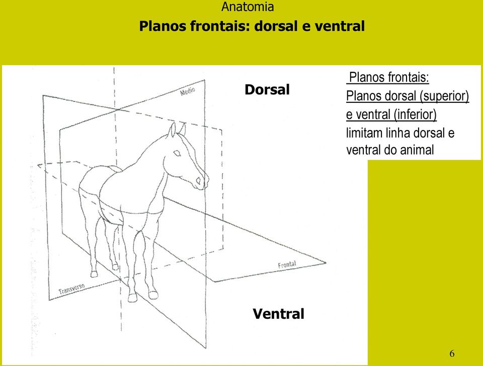 dorsal (superior) e ventral (inferior)