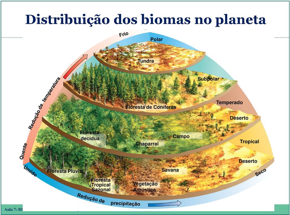 Floresta decídua Chaparral Campo Tropical Deserto