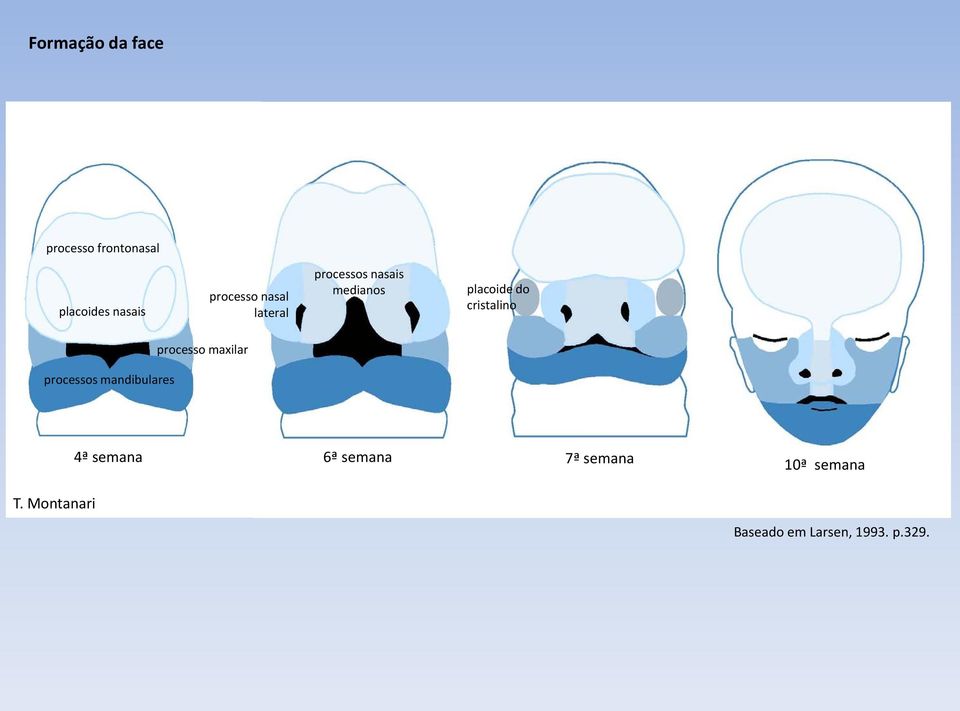 cristalino processos mandibulares processo maxilar T.