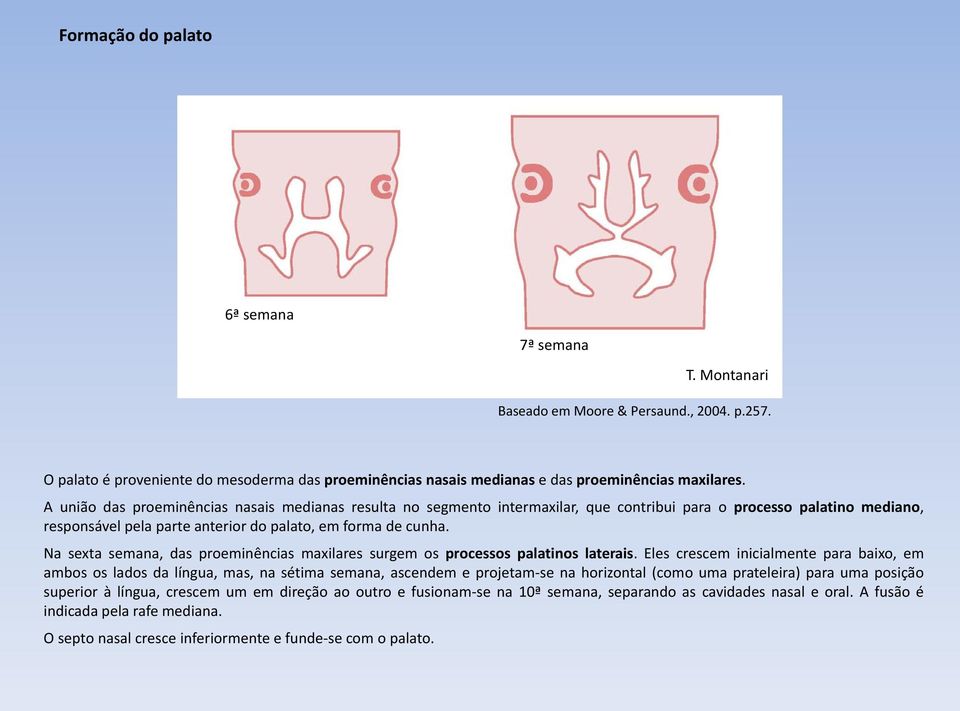 Na sexta semana, das proeminências maxilares surgem os processos palatinos laterais.