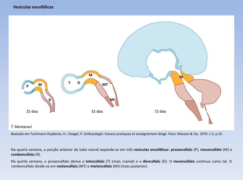 Na quarta semana, a porção anterior do tubo neural expande-se em três vesículas encefálicas: prosencéfalo (P), mesencéfalo (M) e rombencéfalo