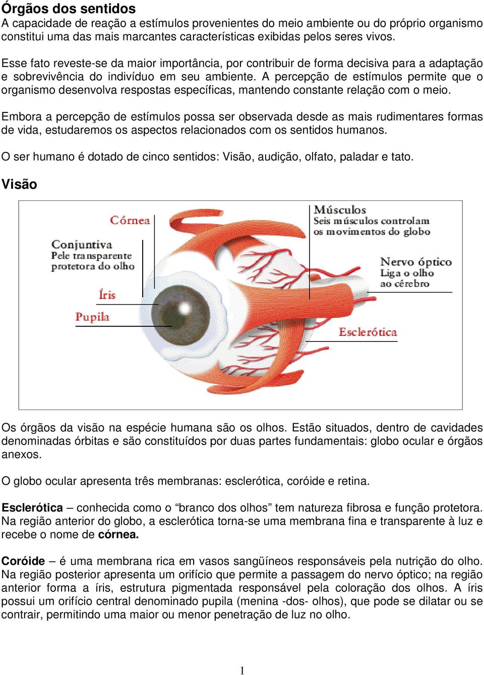 A percepção de estímulos permite que o organismo desenvolva respostas específicas, mantendo constante relação com o meio.