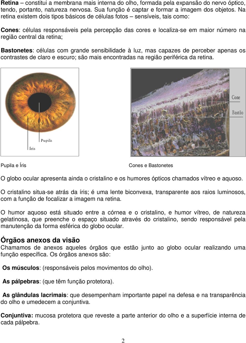 células com grande sensibilidade à luz, mas capazes de perceber apenas os contrastes de claro e escuro; são mais encontradas na região periférica da retina.