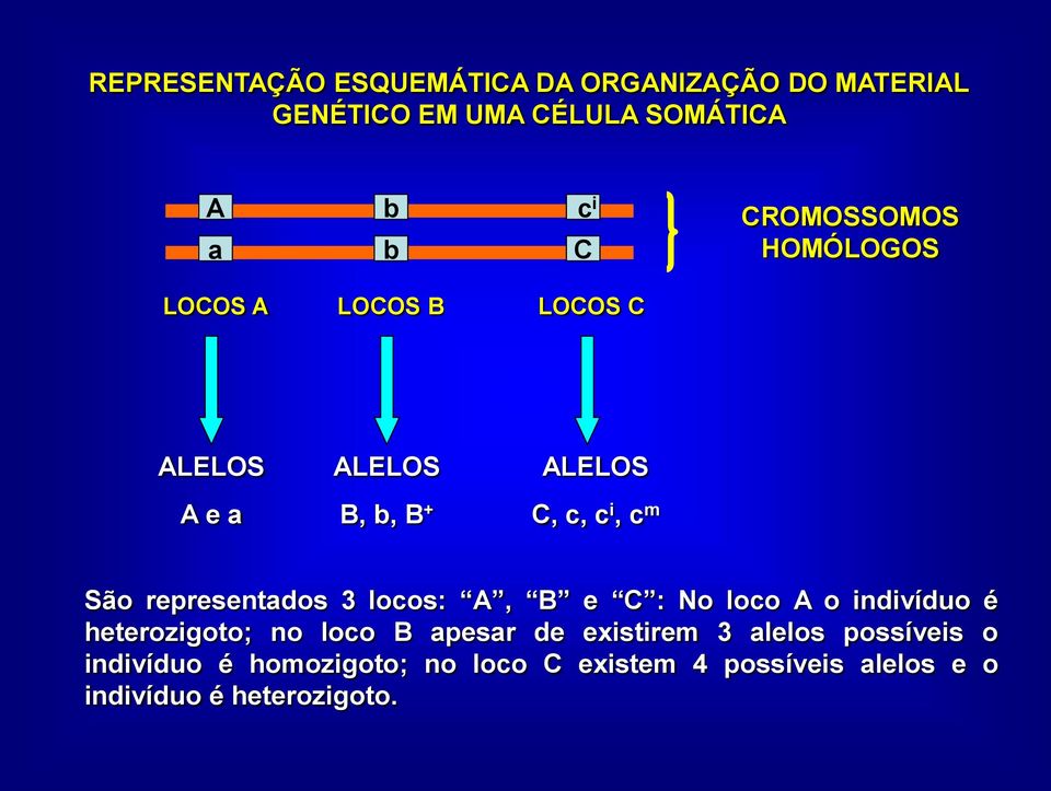 representados 3 locos: A, B e C : No loco A o indivíduo é heterozigoto; no loco B apesar de existirem 3