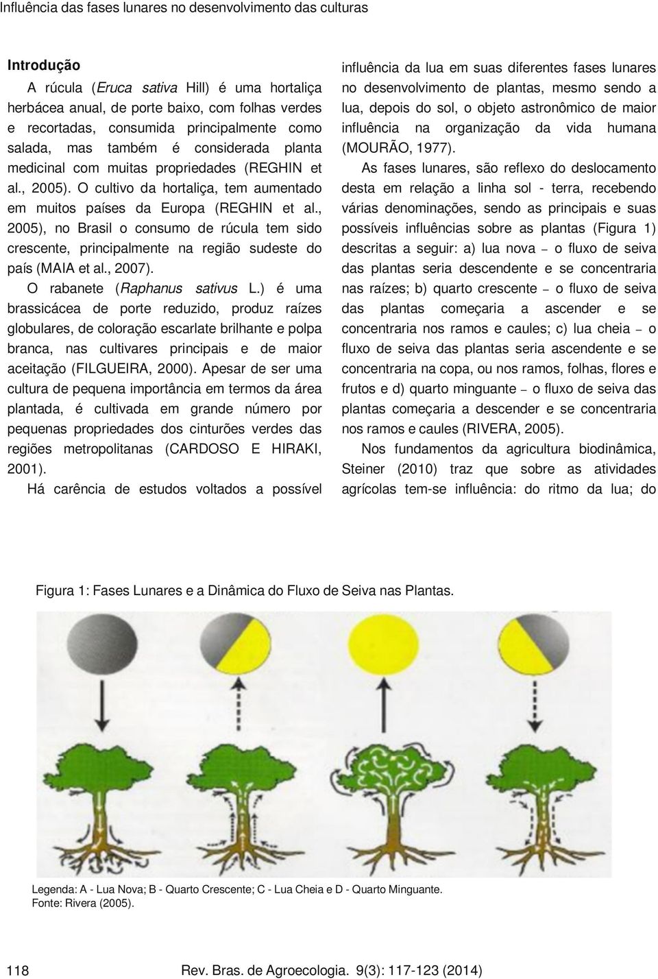 , 2005), no Brasil o consumo de rúcula t sido crescente, principalmente na região sudeste do país (MAIA et al., 2007). O rabanete (Raphanus sativus L.