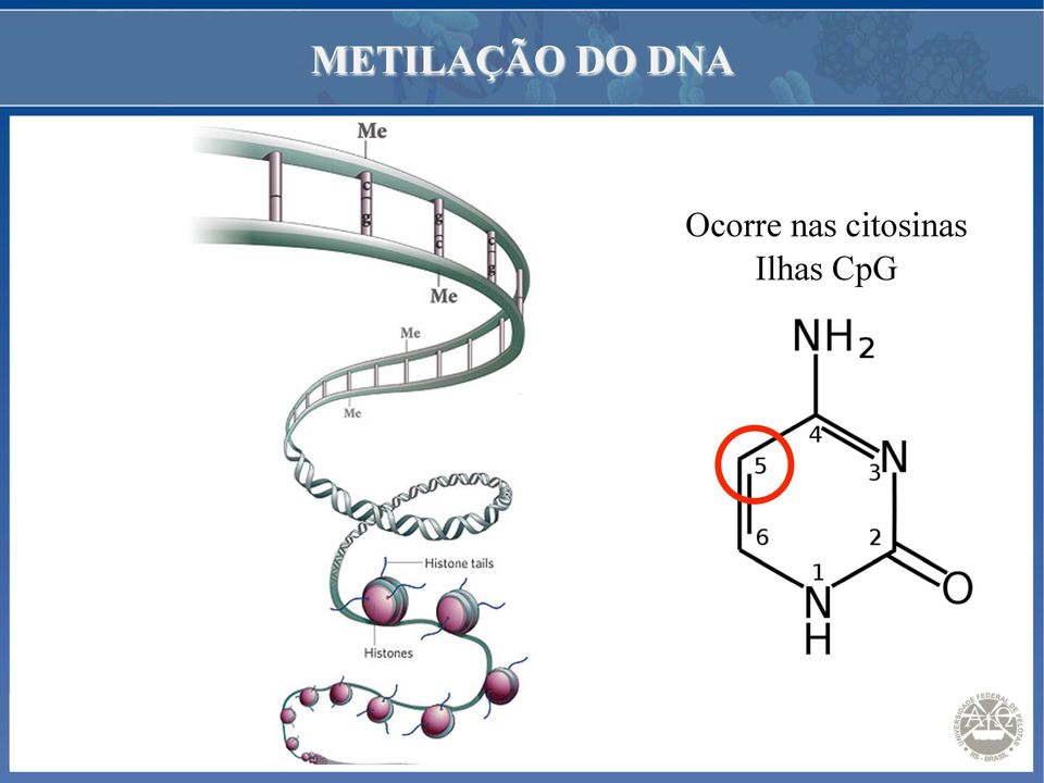 Ocorre nas