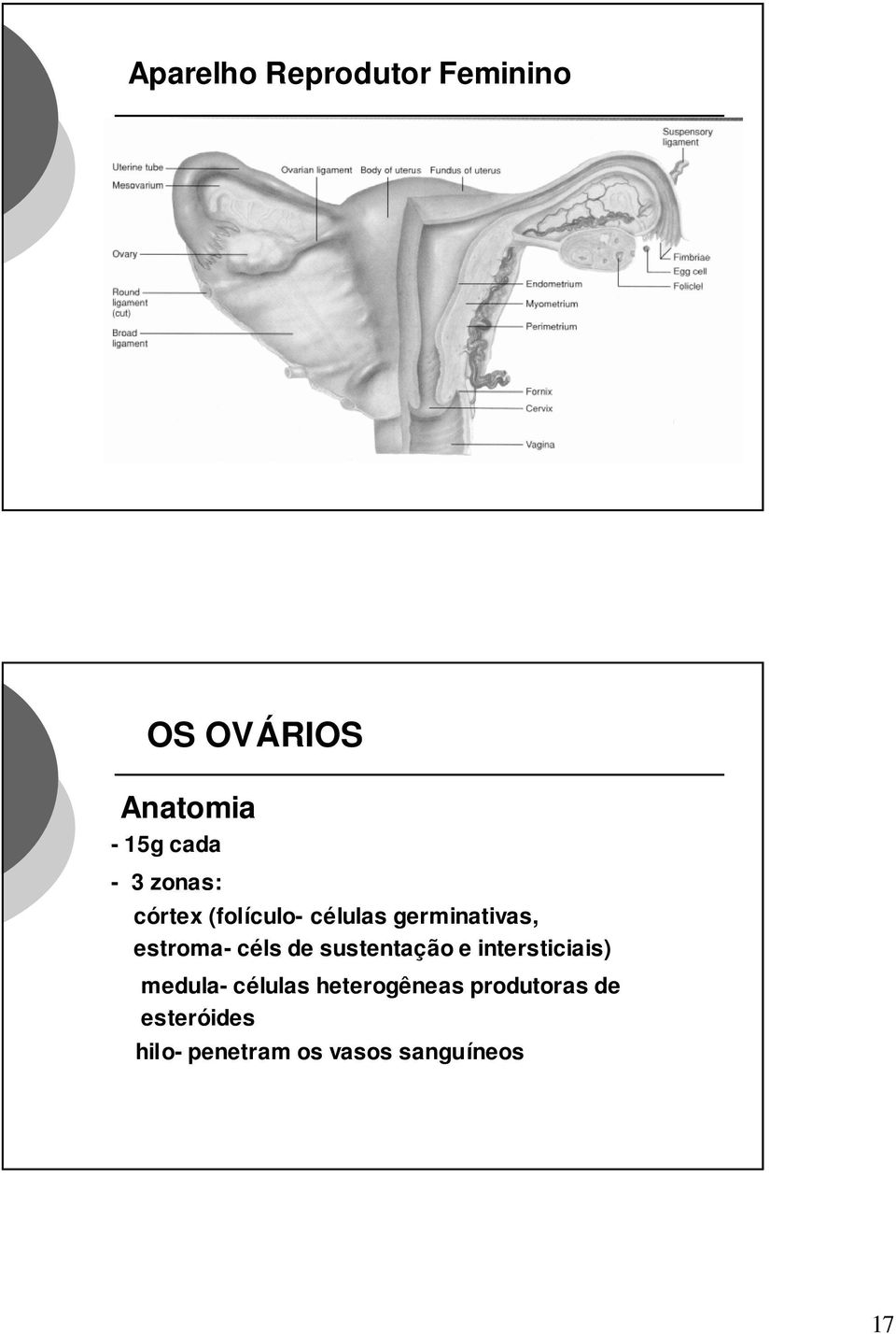 céls de sustentação e intersticiais) medula- células