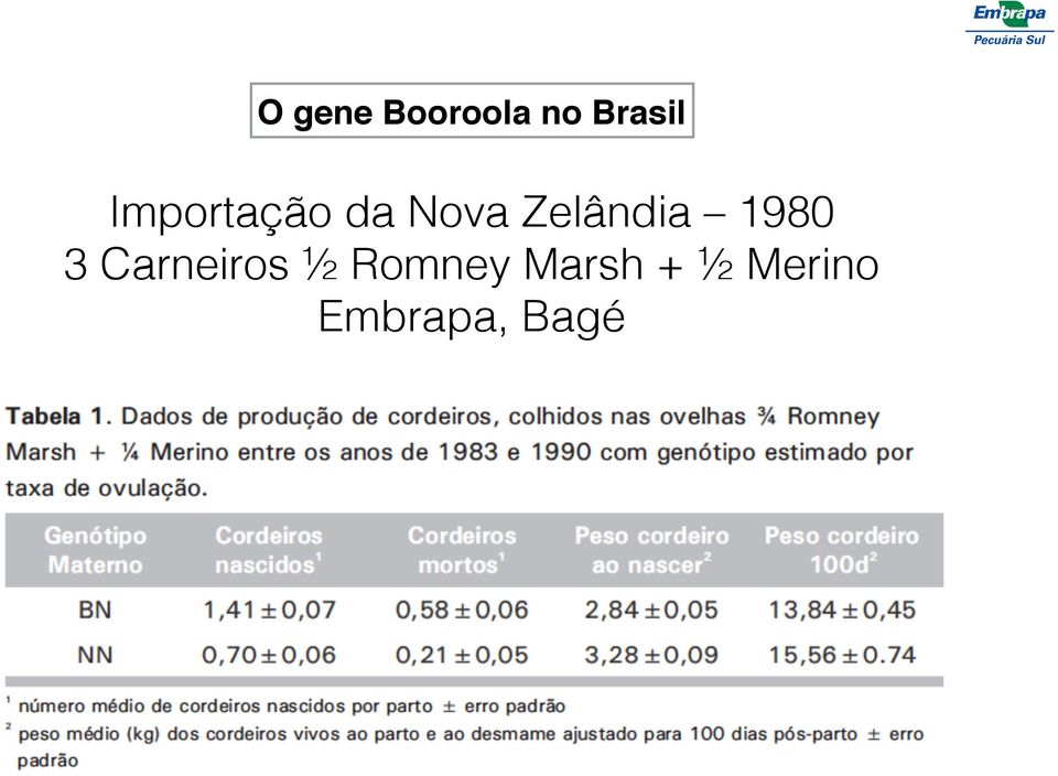 1980! 3 Carneiros ½ Romney