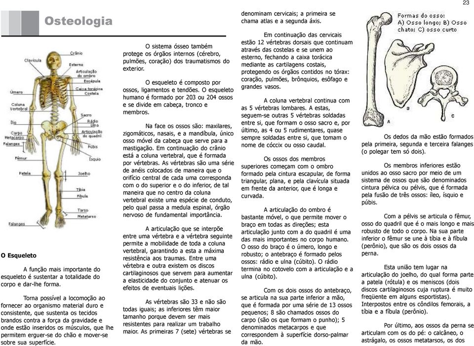 erguer-se do chão e mover-se sobre sua superfície. O sistema ósseo também protege os órgãos internos (cérebro, pulmões, coração) dos traumatismos do exterior.