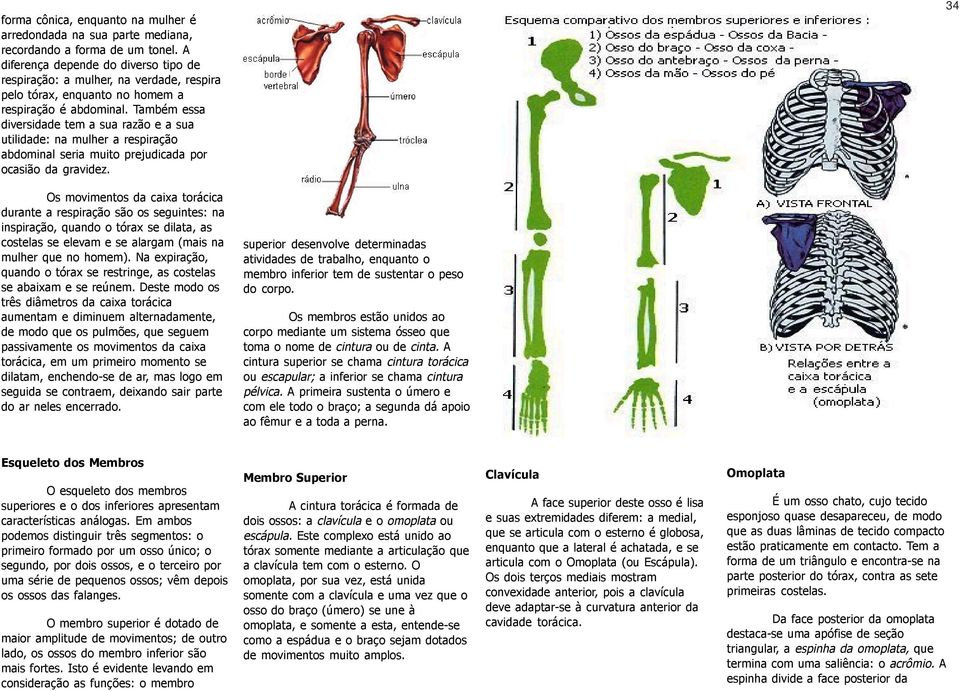 Também essa diversidade tem a sua razão e a sua utilidade: na mulher a respiração abdominal seria muito prejudicada por ocasião da gravidez.