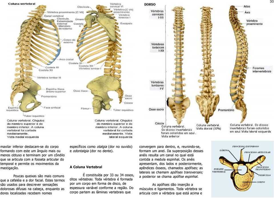 Estes termos são usados para descrever sensações dolorosas difusas na cabeça, enquanto as dores localizadas recebem nomes específicos como otalgia (dor no ouvido) e odontalgia (dor no dente).