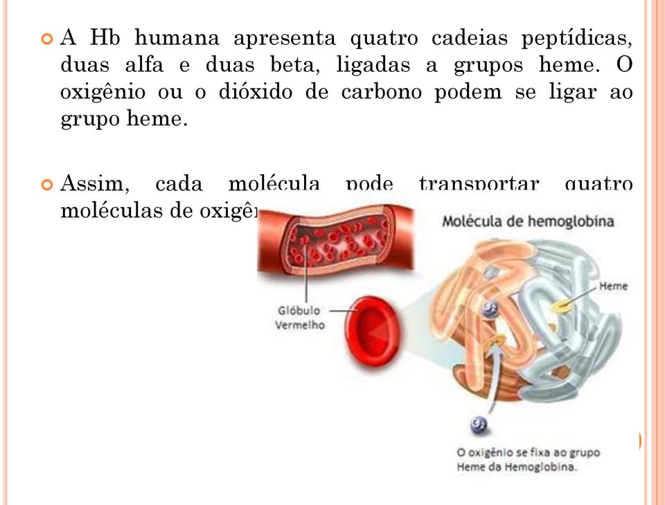 O oxigênio ou o dióxido de carbono podem se ligar ao