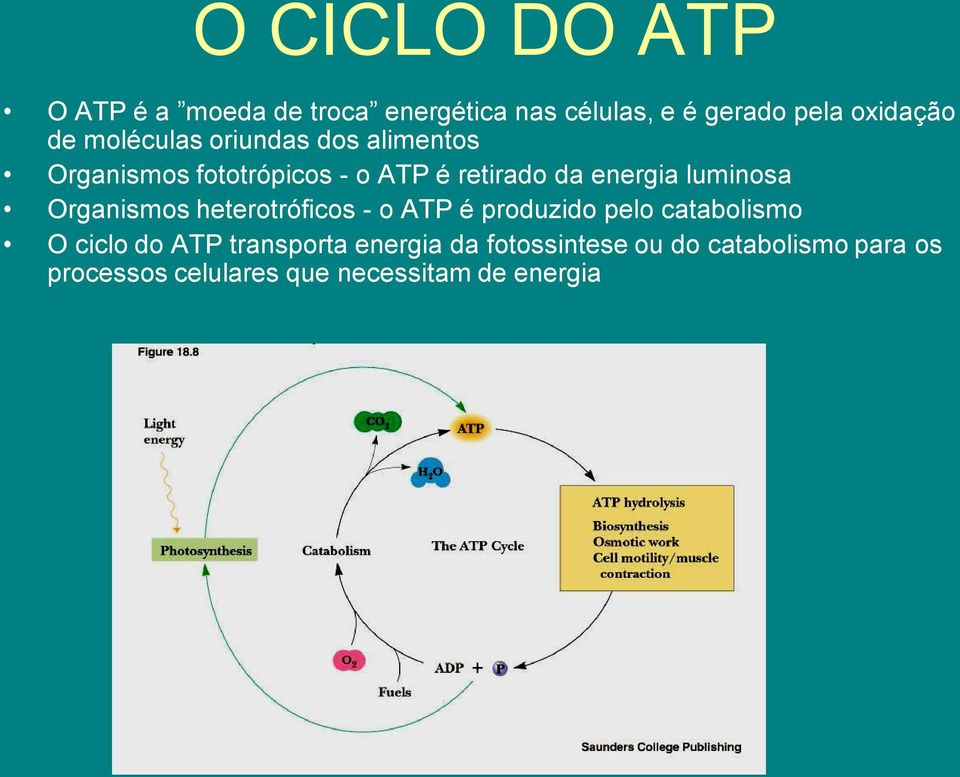 luminosa Organismos heterotróficos - o ATP é produzido pelo catabolismo O ciclo do ATP