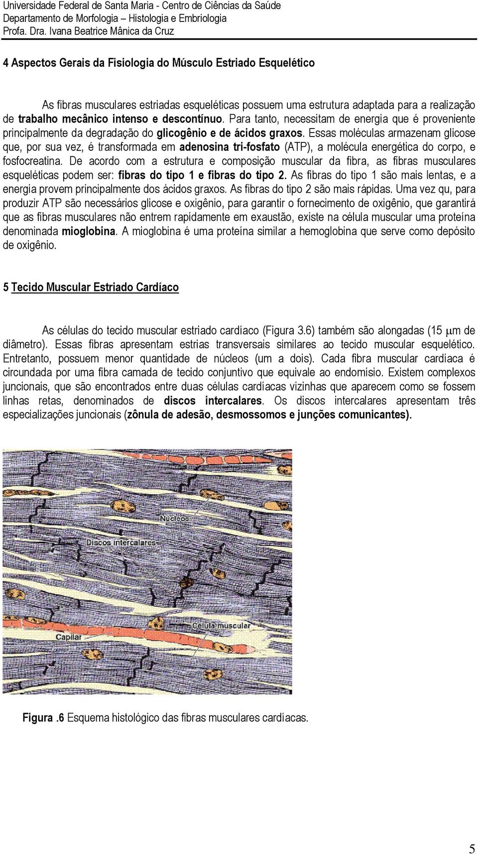 Essas moléculas armazenam glicose que, por sua vez, é transformada em adenosina tri-fosfato (ATP), a molécula energética do corpo, e fosfocreatina.