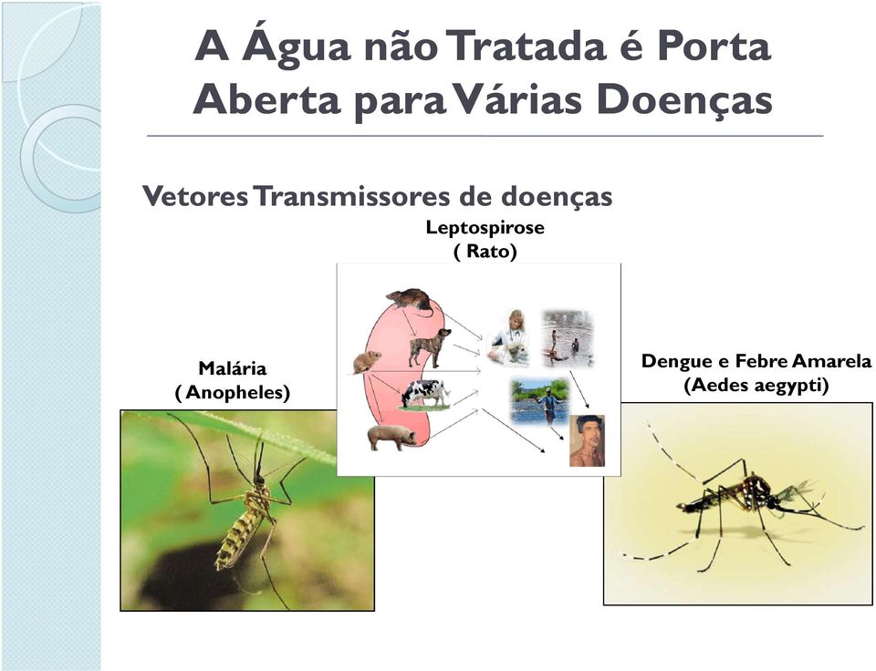 doenças Leptospirose ( Rato) Malária (