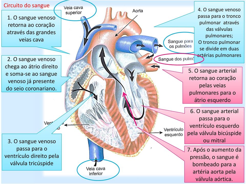 O sangue venoso passa para o ventrículo direito pela válvula tricúspide 4.