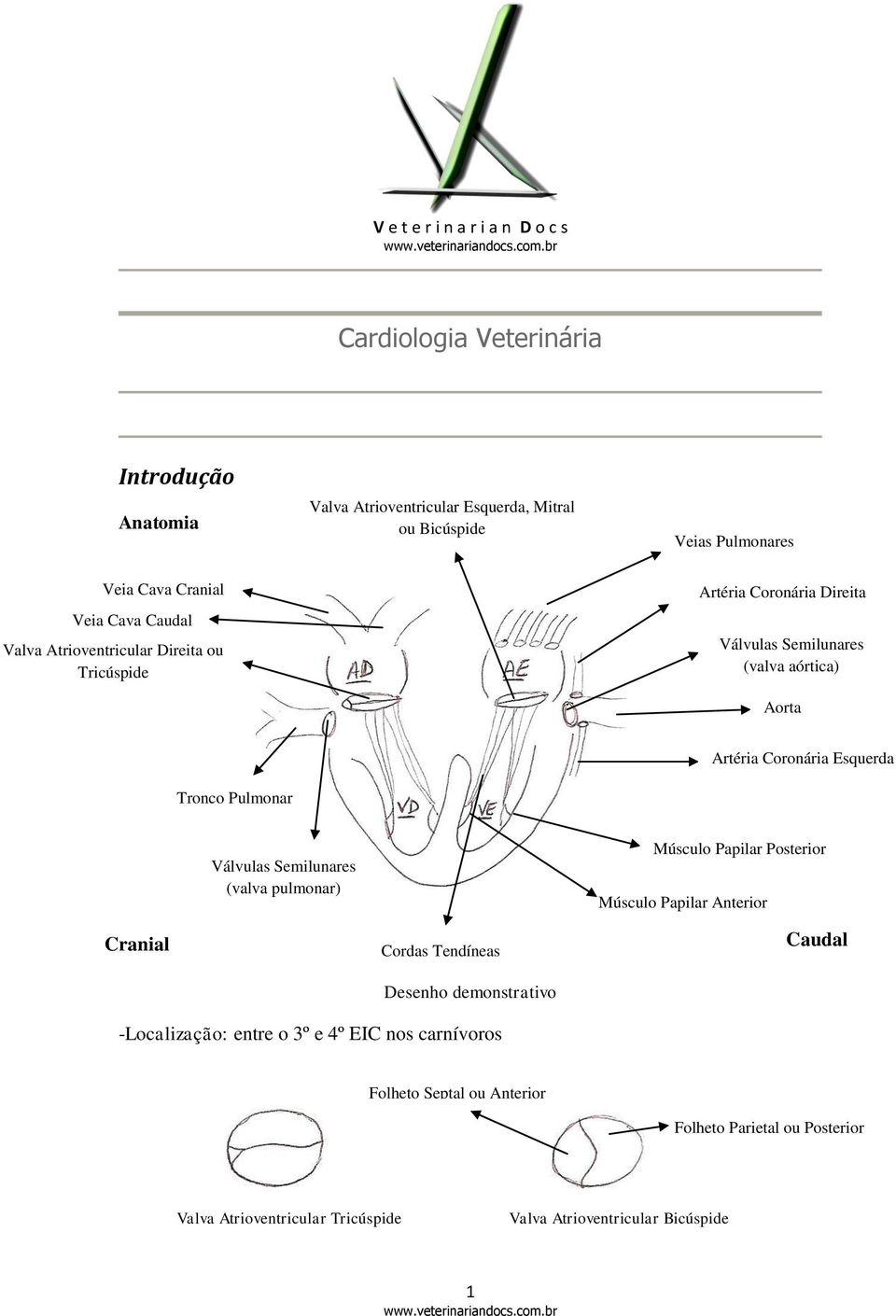 Coronária Esquerda Válvulas Semilunares (valva pulmonar) Músculo Papilar Posterior Músculo Papilar Anterior Cranial Cordas Tendíneas Desenho demonstrativo Caudal
