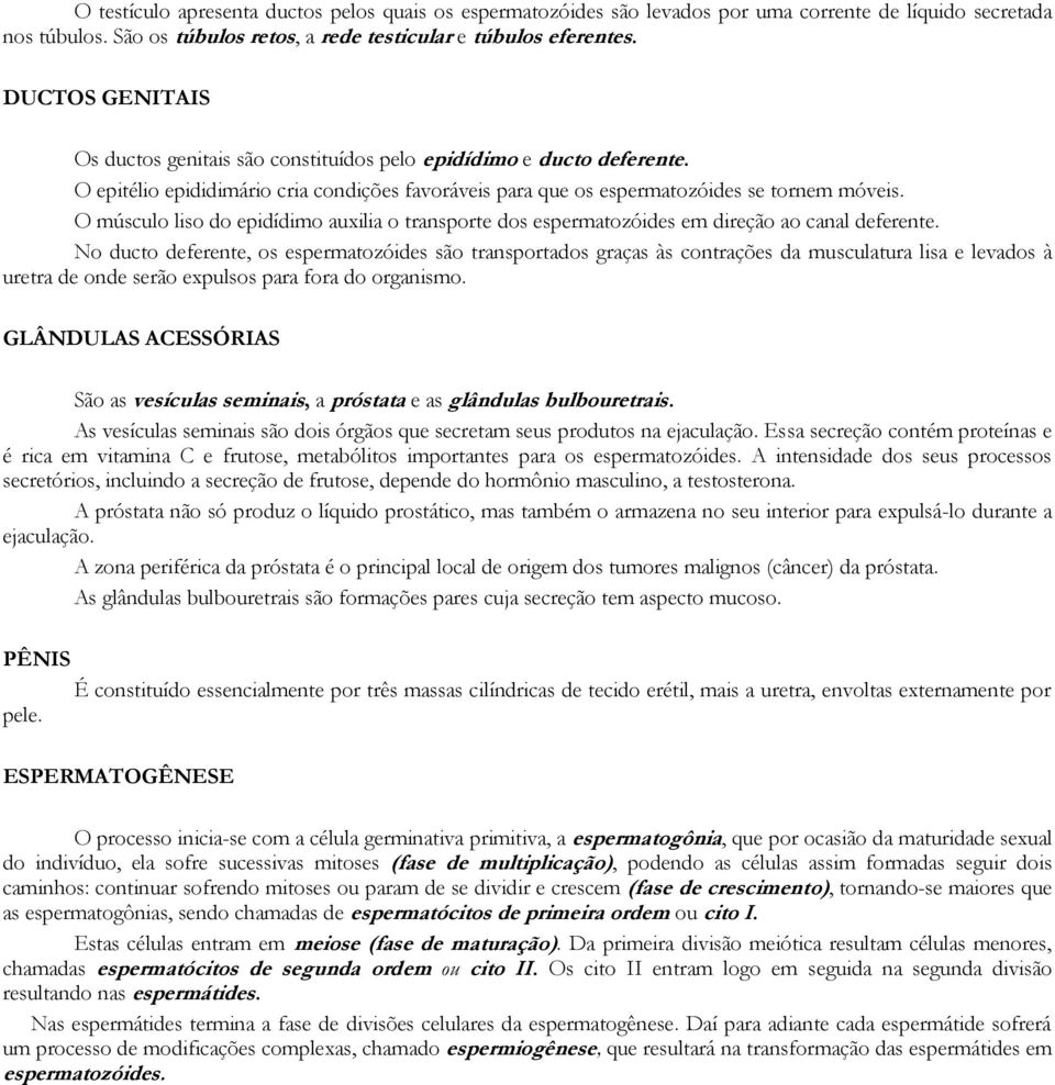 O músculo liso do epidídimo auxilia o transporte dos espermatozóides em direção ao canal deferente.