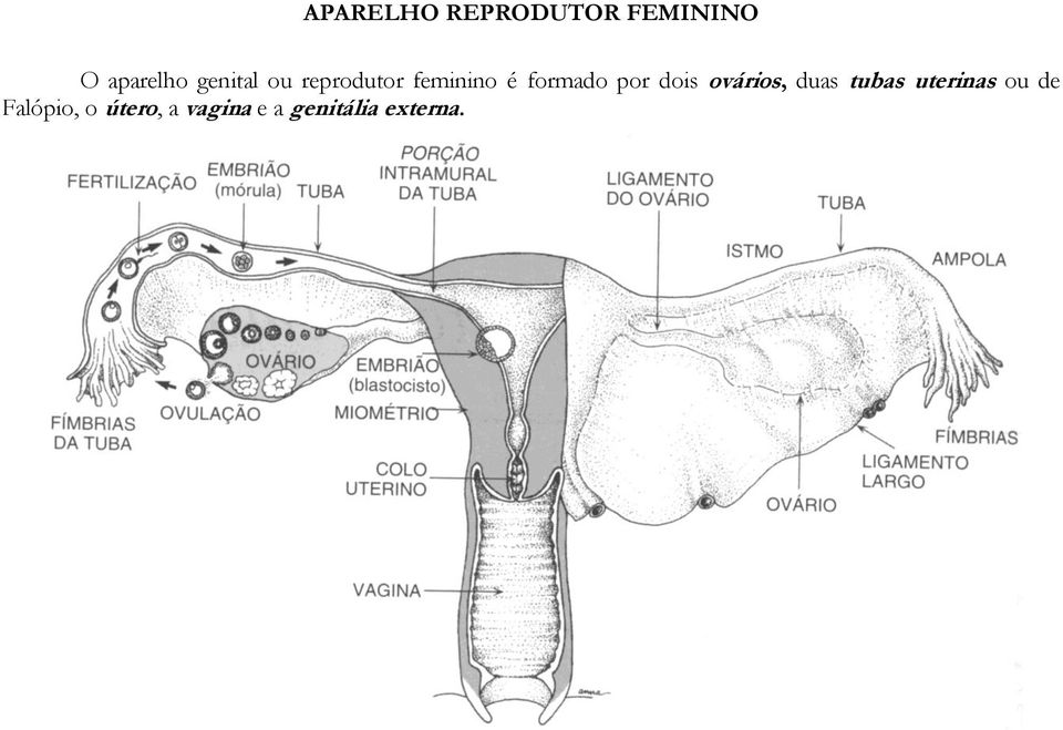 por dois ovários, duas tubas uterinas ou de