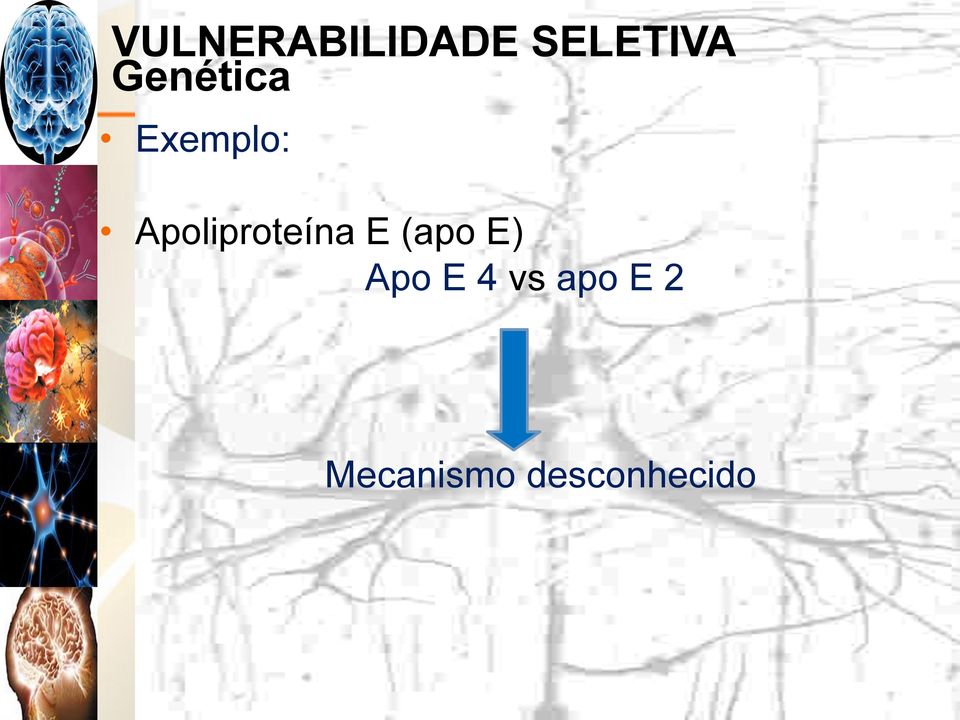 Apoliproteína E (apo E)