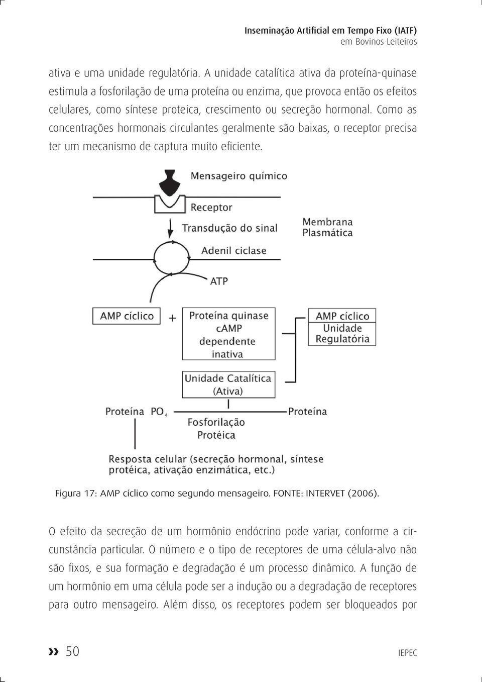 Como as concentrações hormonais circulantes geralmente são baixas, o receptor precisa ter um mecanismo de captura muito eficiente. Figura 17: AMP cíclico como segundo mensageiro.