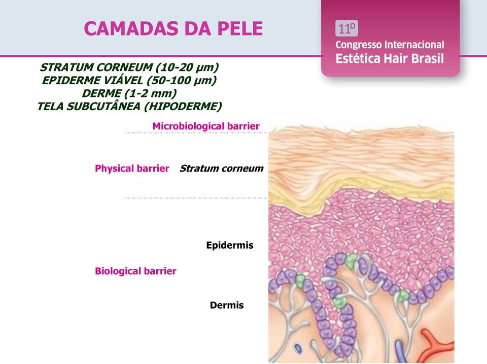 (HIPODERME) Microbiological barrier Physical