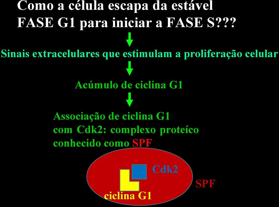 celular Acúmulo de ciclina G1 Associação de ciclina G1 com