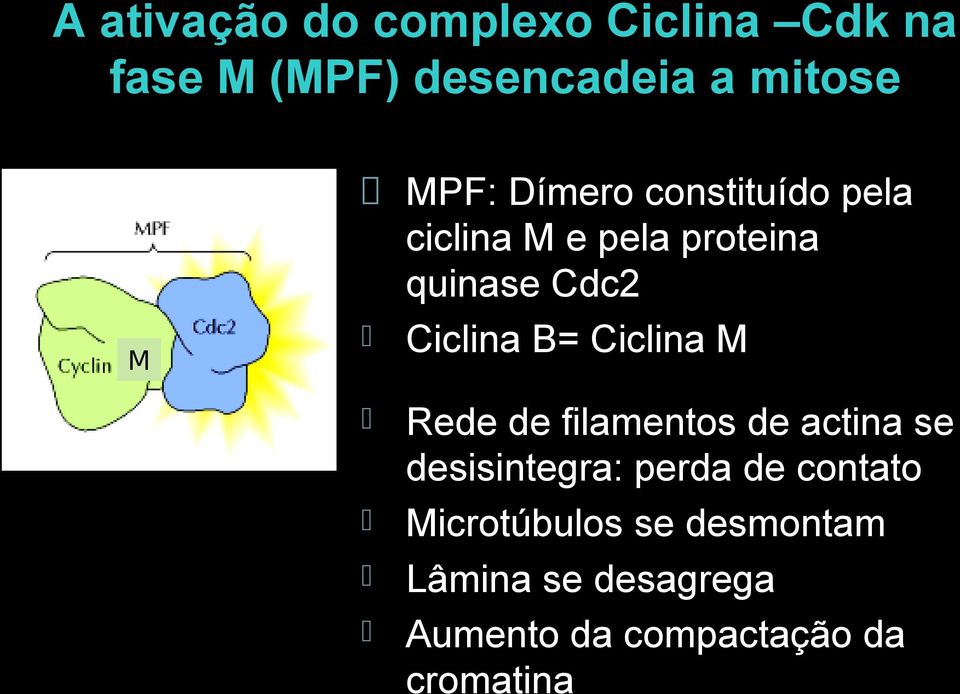 B= Ciclina M Rede de filamentos de actina se desisintegra: perda de contato