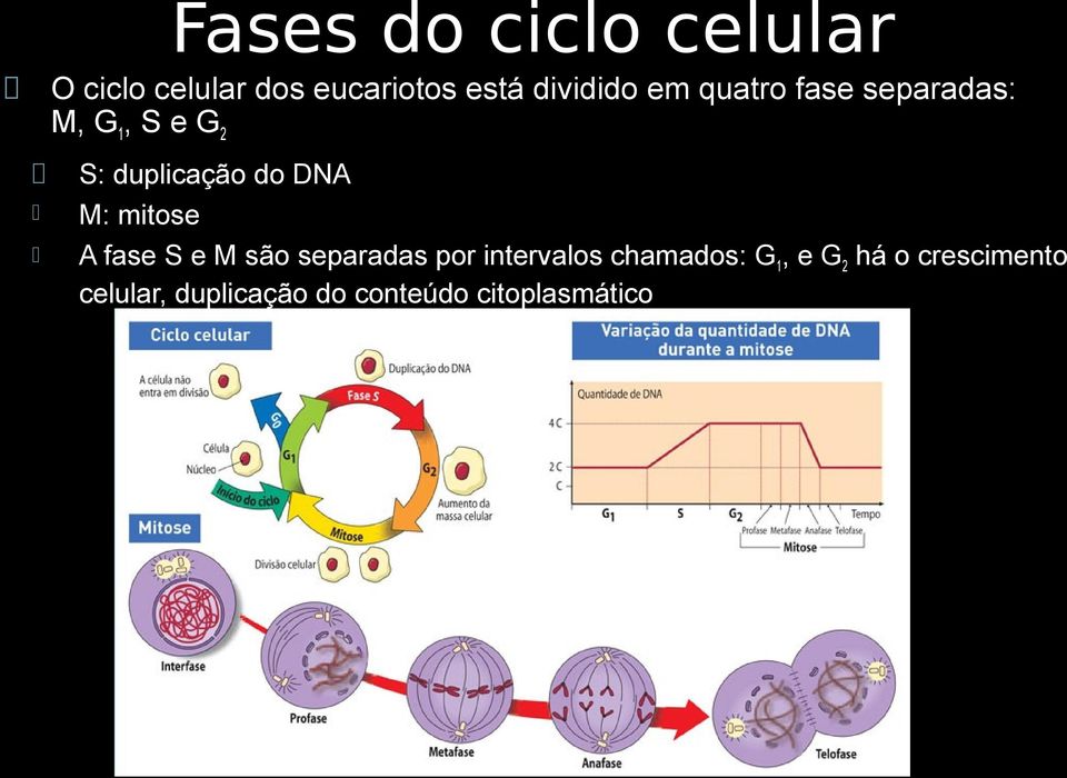 do DNA M: mitose A fase S e M são separadas por intervalos