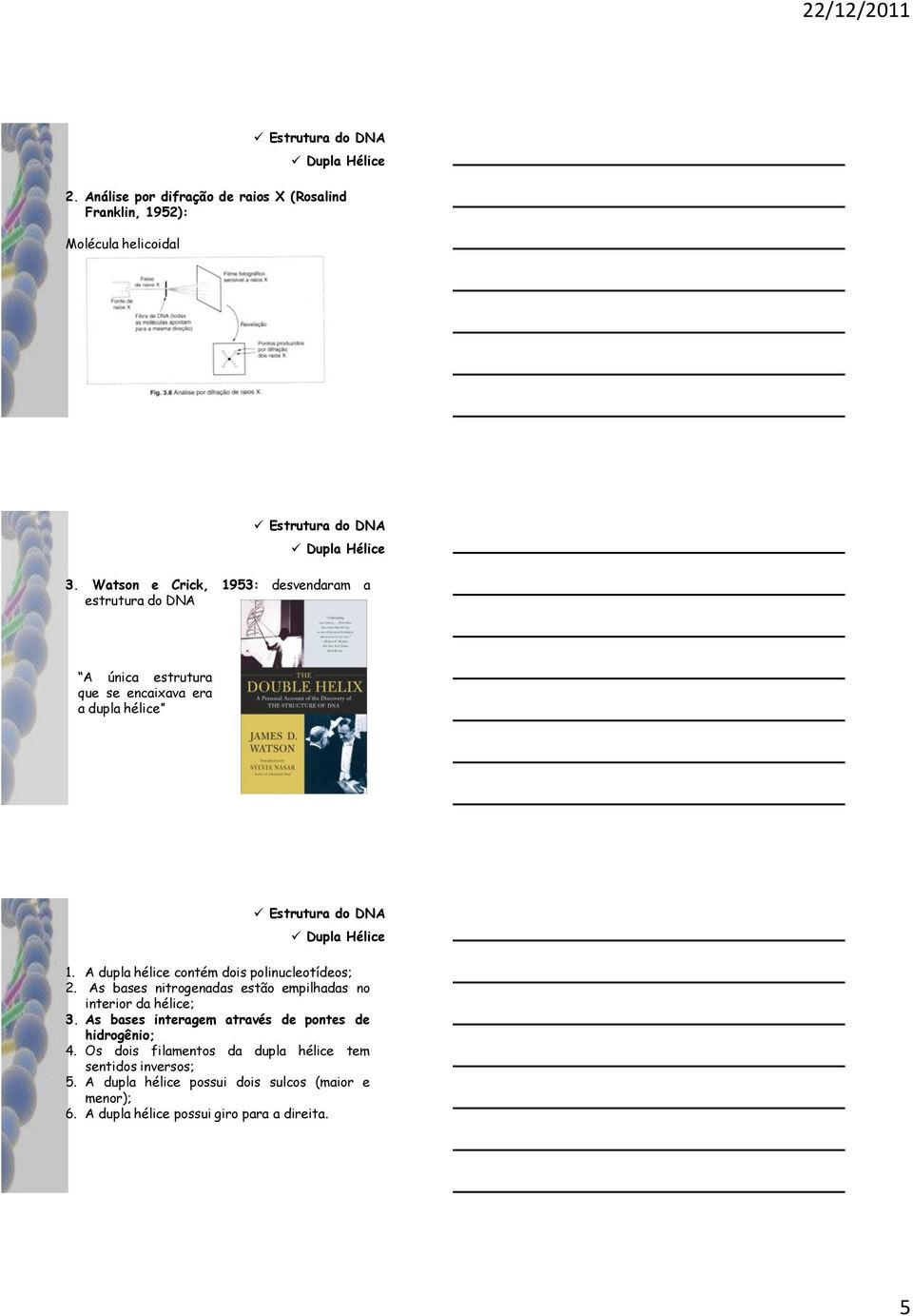 A dupla hélice contém dois polinucleotídeos; 2. As bases nitrogenadas estão empilhadas no interior da hélice; 3.