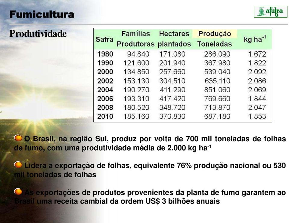 000 kg ha -1 Lidera a exportação de folhas, equivalente 76% produção nacional ou 530 mil