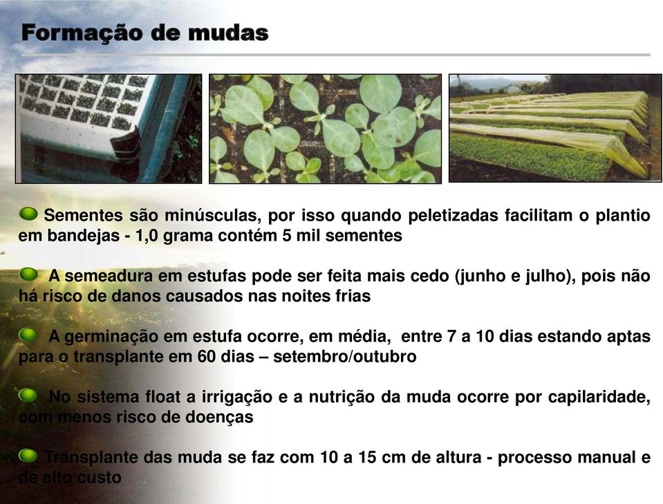 ocorre, em média, entre 7 a 10 dias estando aptas para o transplante em 60 dias setembro/outubro No sistema float a irrigação e a nutrição