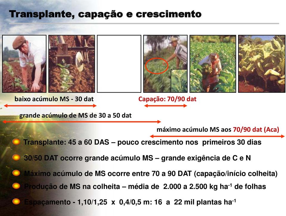 grande acúmulo MS grande exigência de C e N Máximo acúmulo de MS ocorre entre 70 a 90 DAT (capação/início colheita)