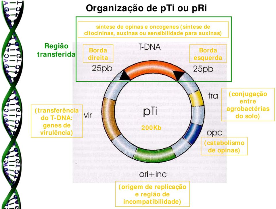 esquerda (transferência do T-DNA: genes de virulência) 200Kb (catabolismo de opinas)