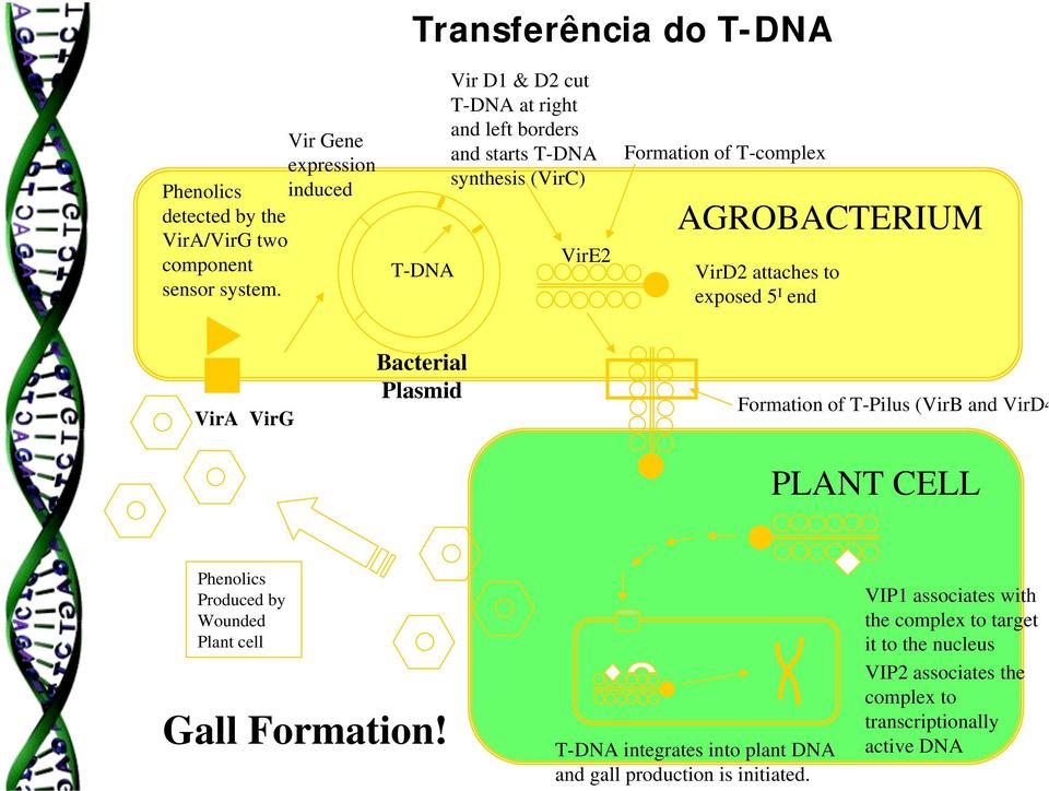 exposed 5 I end VirA VirG Bacterial Plasmid Formation of T-Pilus (VirB and VirD4 PLANT CELL Phenolics Produced by Wounded Plant cell Gall Formation!