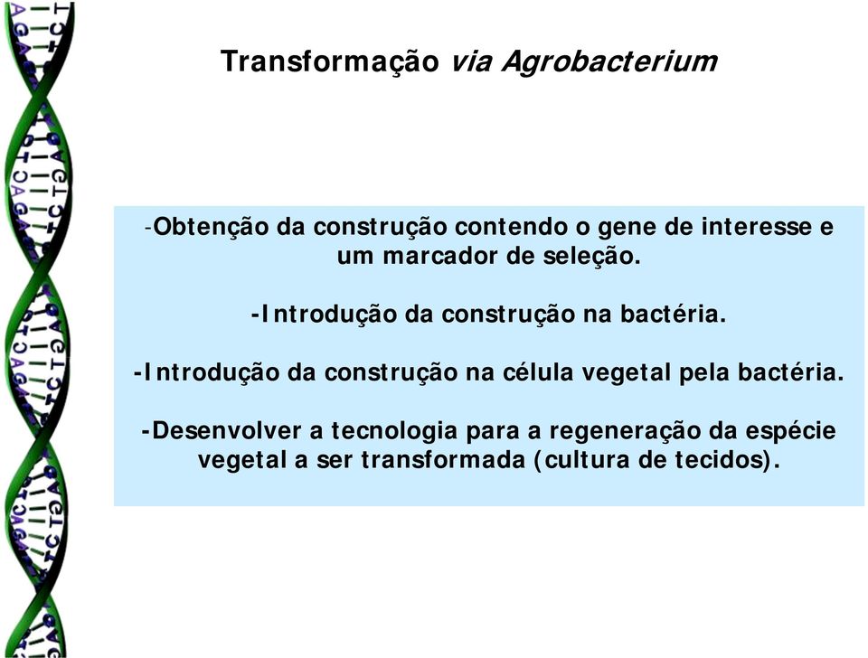 -Introdução da construção na célula vegetal pela bactéria.