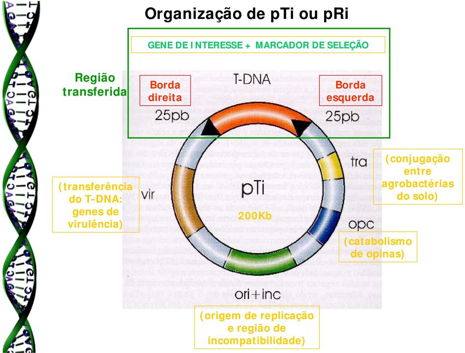 T-DNA: genes de virulência) 200Kb (catabolismo de opinas) (conjugação