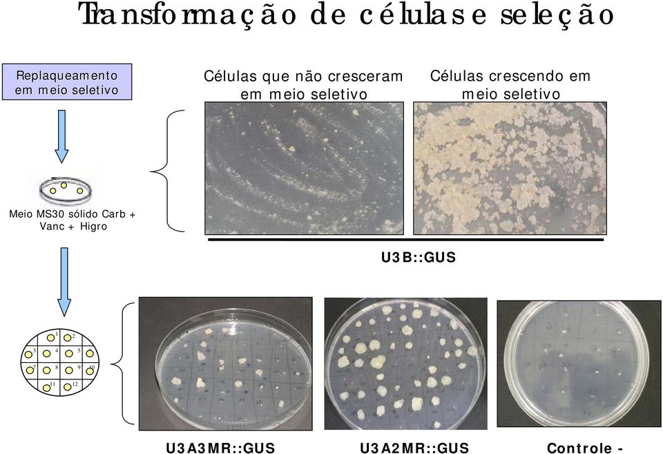 crescendo em meio seletivo Meio MS30 sólido Carb + Vanc +