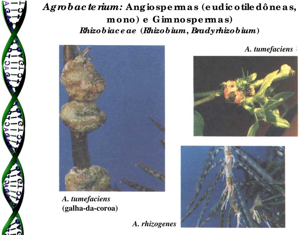 Rhizobiaceae (Rhizobium, Bradyrhizobium) A.